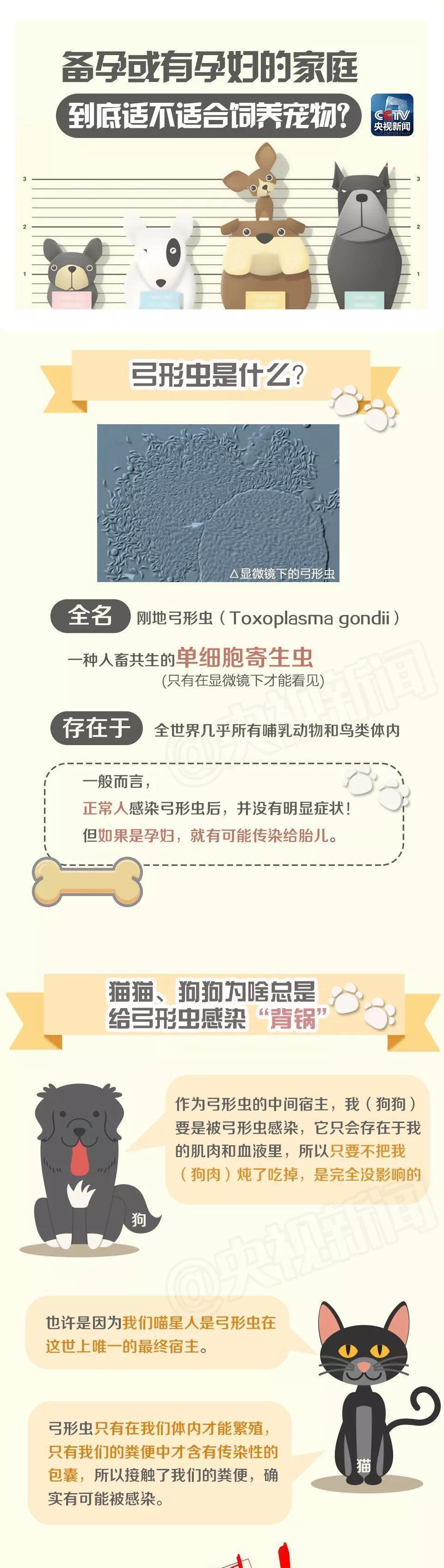 还在相信怀孕不能养宠物吗? 连央视新闻都出来辟谣了!