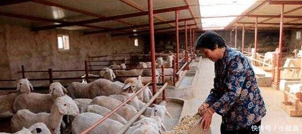 农村这3类养殖户被点名, 列入“禁养”名单, 情节严重的将罚款!