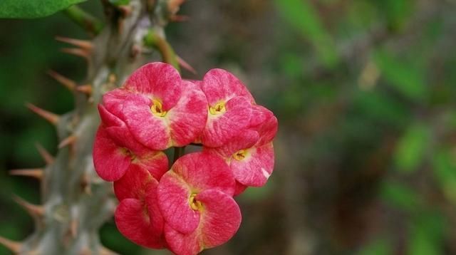  『不停』养花还用操心这5种花你肯定没养，一年四季开不停