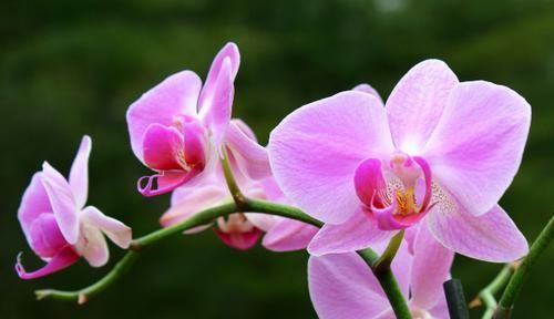  「雅致」兰花配土要注意，教你几招，花开清新雅致