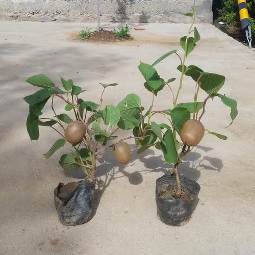  金钱树■养两盆植物就能够欣赏一整年，花期超长的花卉盆栽