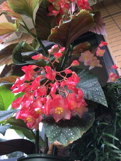  『值得』家养这四款花卉，花朵开爆盆，养在阳台成一片花海，值得拥有