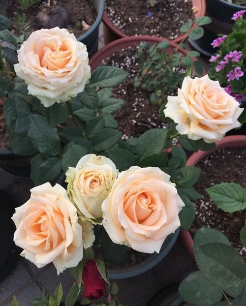  #花叶#此几款植物，好养易爆盆，花叶蹭蹭往外冒，花色绚丽多彩