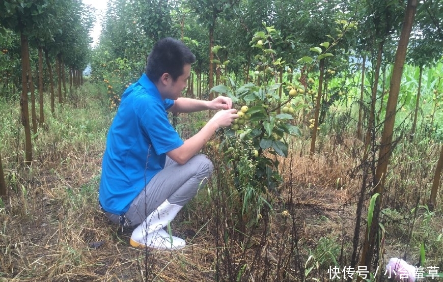 农民不种玉米种它，2元一斤，收入是种玉米的7倍