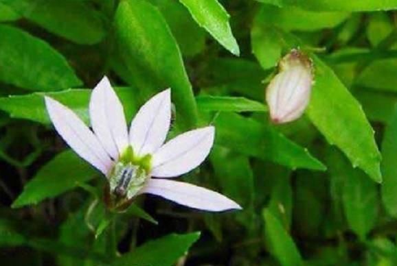 「植物」这植物的花只开一半,过去被当害草如今可以用来解蛇毒,药效极高
