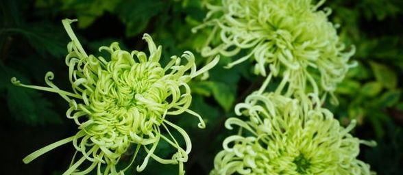 【窗纱】喜欢菊花,就养盆“珍稀名菊”绿窗纱影,似凤凰起舞,青碧可人