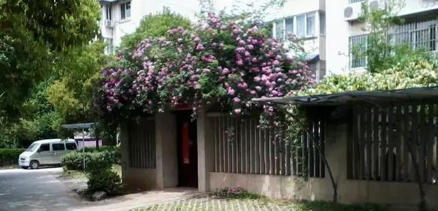  [喜欢]农村菜园，城市小花园，你喜欢哪个