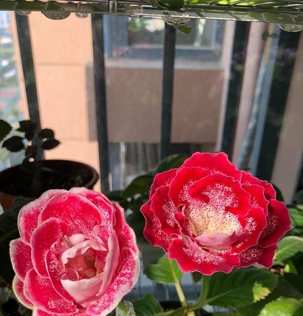  【叶子】一款超好养的绿植盆栽，插叶子就能活，周年开花，适合养花新手