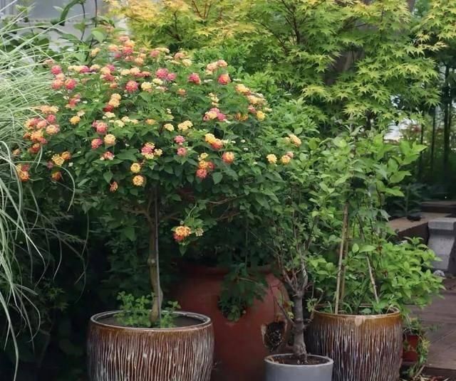 『推荐靠谱的店铺』家养五种花,花开一丛丛,开门就是小花园,繁花似锦,美如仙境
