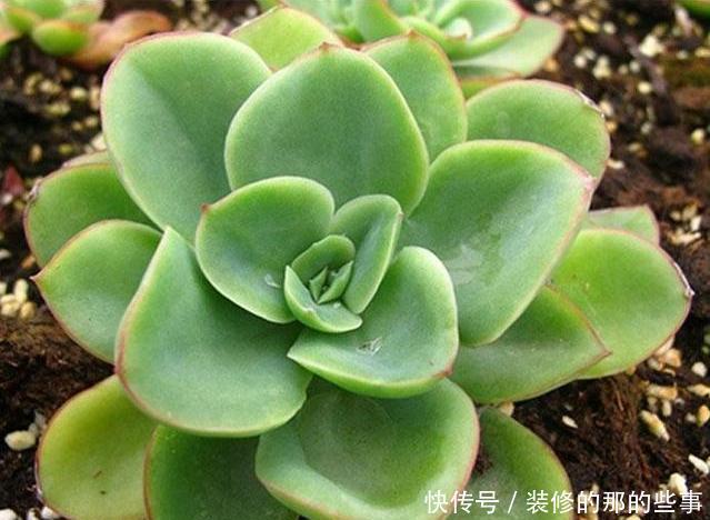 白色粉末|养尽天下多肉,多肉介绍,这几种拟石莲花属,你造不造啊