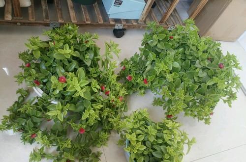  牡丹：美美的牡丹吊兰叶稀分枝少而且不开花？做到6点，叶茂开花快封盆