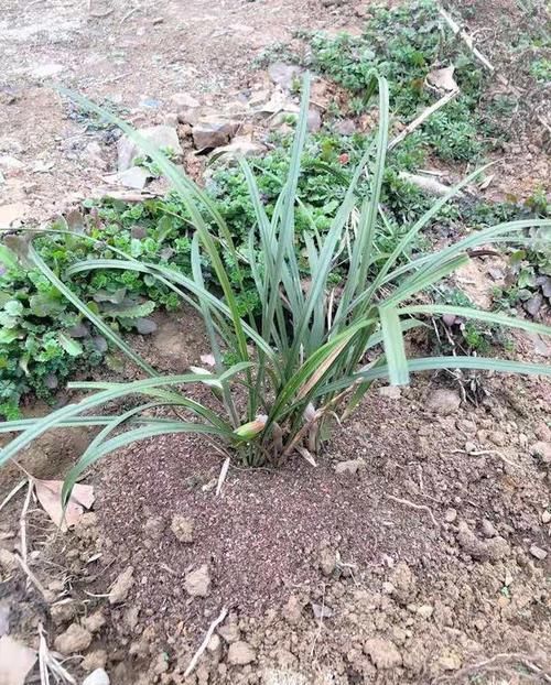  『区别对待』养兰花要有针对性，用心做好记录，管理才能得心应手