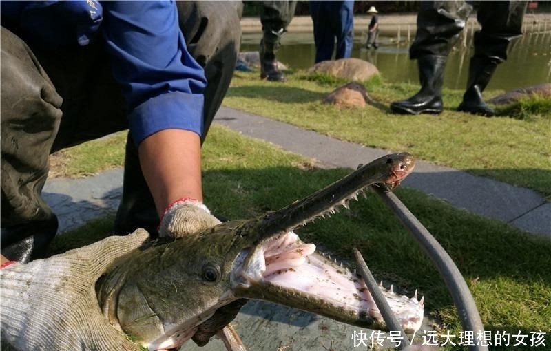  「鳄雀鳝」一次能产卵20万枚，被人放生后泛滥成灾，如今被我国