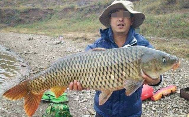  「技巧」麦粒做饵钓鱼的技巧跟方法，尤其是钓大鲤鱼效果绝佳！