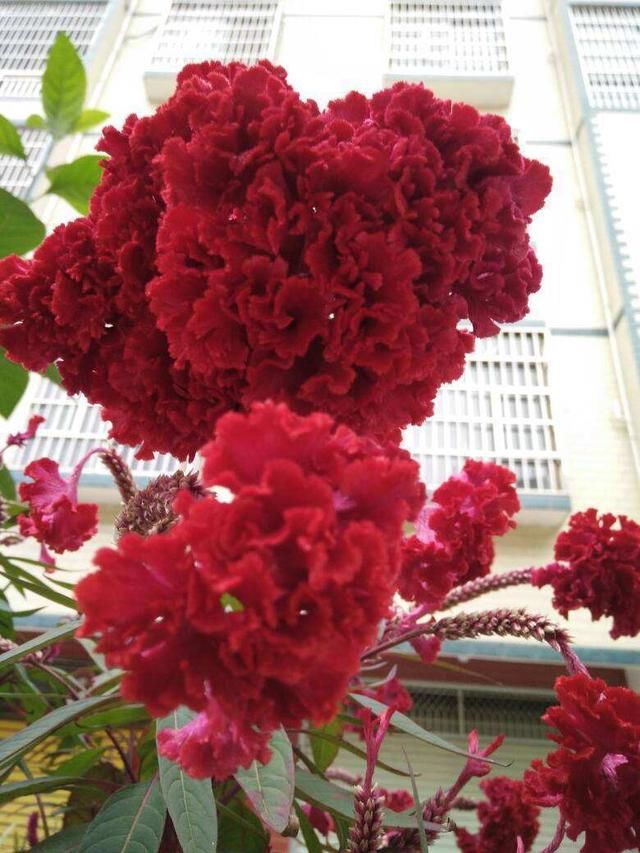  【比头】养过鸡冠花吗？一朵花比头还大，很多小孩都爱玩它！