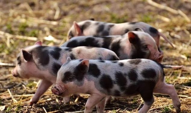  #补贴#一头母猪赔付1200元！10省发布补贴、扩生产政策