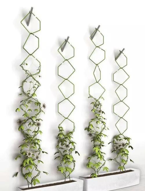  「空间」植物还种在地上？隔壁邻居把植物挂在了墙上，美翻了