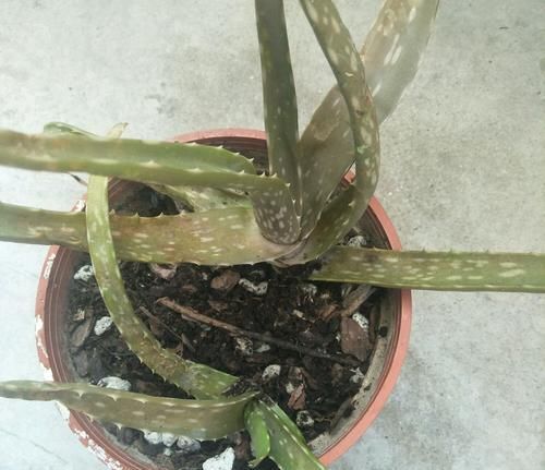  图解■图解盆栽芦荟常见的5种烂根方式，芦荟烂根了怎么办？