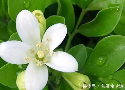 潜力|有钱人都喜欢这三种绿植,升值潜力巨大,既上档次又好看