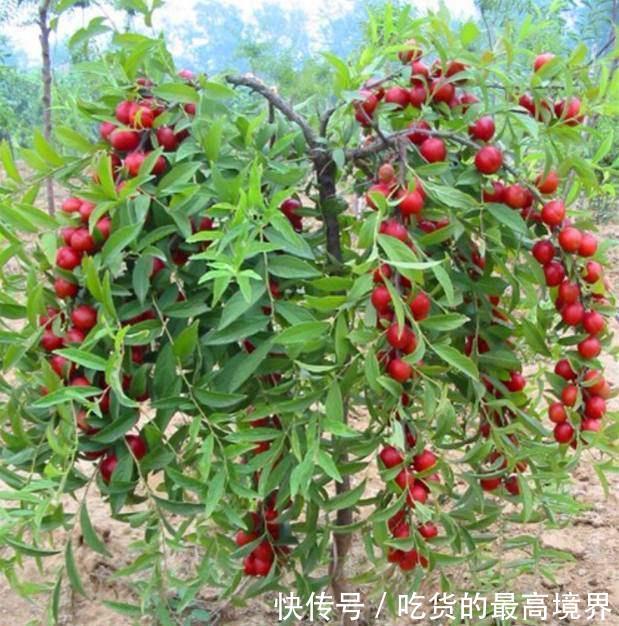  [钙果]农村这种水果，以前烂地里也没人要，如今30元一斤成稀罕