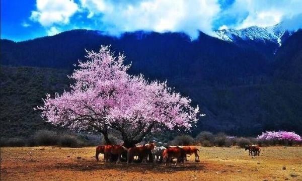 西藏用他的……彻底征服了全世界！