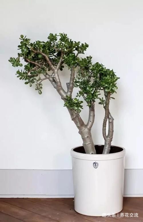 「极其」养在室内极其耐旱的几种盆栽植物,大半个月不搭理都没事