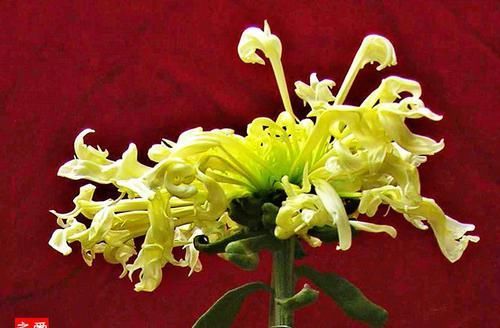 『绚丽多姿』喜欢玫瑰,不如养盆“优良名菊”,似高昂鹿角,花开绚丽多姿美丽