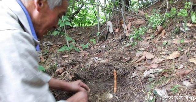 农村大爷山里挖这种无叶无根的植物，每月能赚一万多