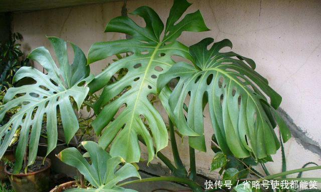  『散射光充足』家里采光差，就养6种花，不爱晒太阳，就给一点光，蹭蹭长满盆！