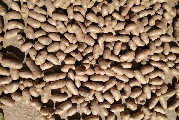  【抢手货】人称零余子，儿时当玩具玩，如今价格翻倍，5元一斤成