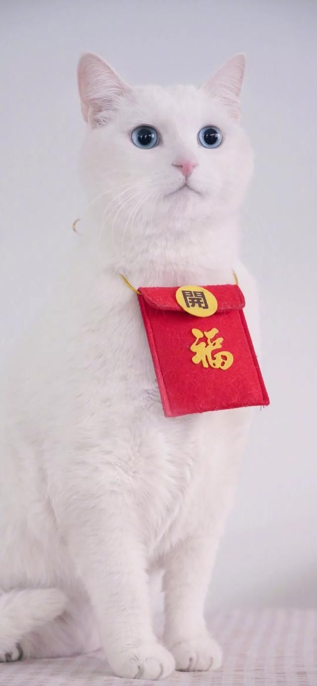  『星球』80张超可爱的猫咪壁纸丨我来自喵星球，来地球只是为了遇见你