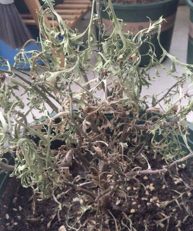  开花|玛格丽特“大片”黄叶枯枝，3个原因要知道，秋天才能开花
