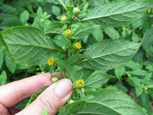 农村一常见野草，嚼3片叶子能治牙疼，煮水洗澡有益处，请重视