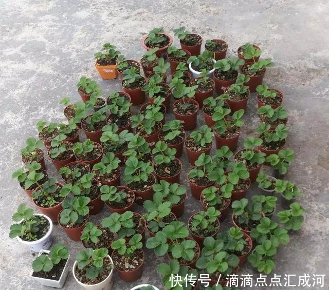  「种植」2种“水果”种阳台，好吃又好看，结果多又甜，一次吃个够