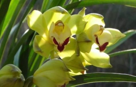  新芽■夏天养兰花，‘神水’喷一喷， 瞬间长新芽，长势特旺，根壮开花多