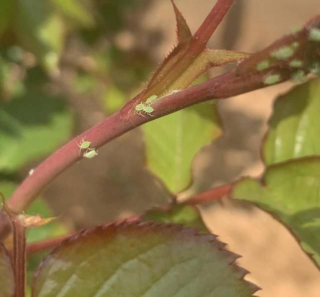  [白药]月季花遭殃了，被蚜虫大军包围，“小白药”伺候上，统统杀光光