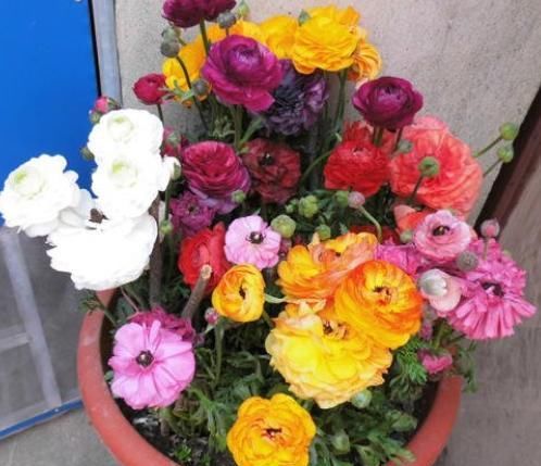  「此种」此种植物株型似芹菜、花开如玫瑰，好看又好养，盆栽需谨记3点