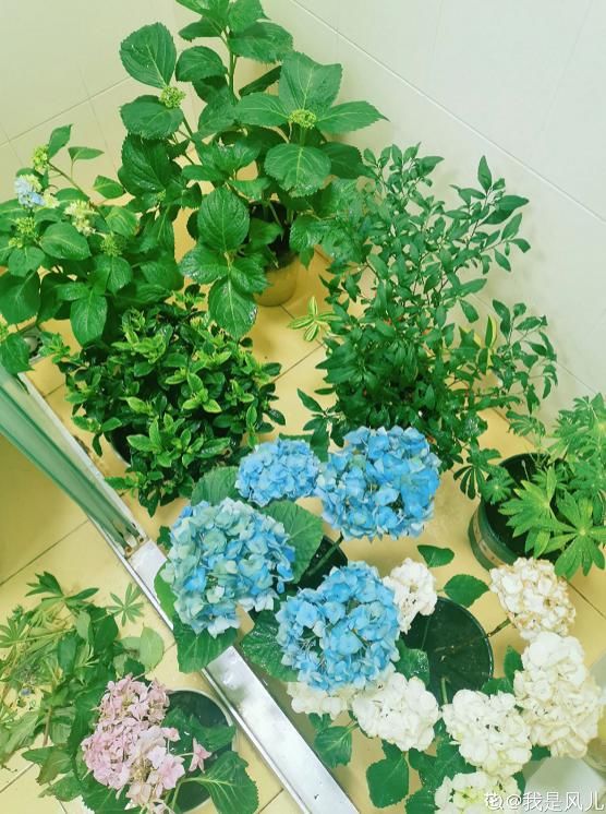  #空调#家里这3个位置，夏天不要摆花，不然黄叶又烂根！