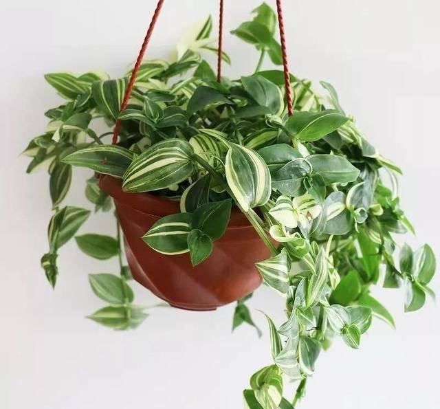  [植物]吊兰的植物美学：这几款美美的吊兰，你最爱哪一款？