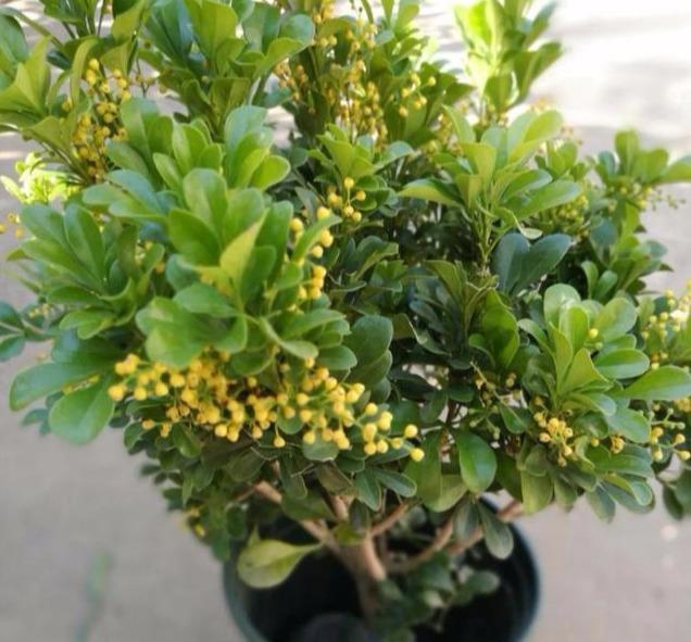 充足:怎么养好米兰花,光照与温度的调控该如何操作?来了解了解吧