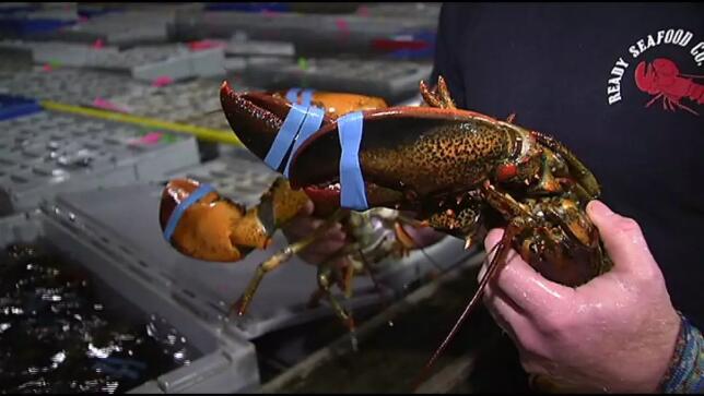 北美波龙"倾销",祸及加拿大出口,商家须承受贸易格局变化带来