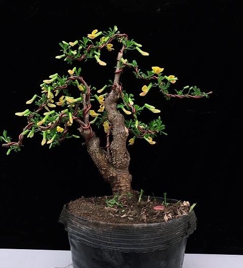 香港盆景展会作品欣赏,审美是人的天性,体验极简盆景带来的美