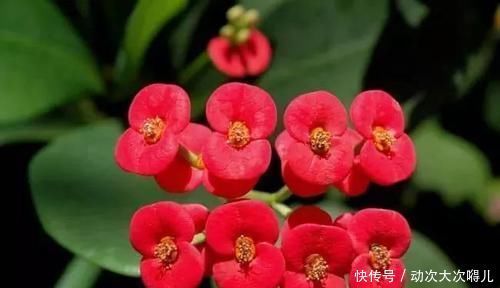 室内|这些特耐旱的盆栽植物,养室内干旱几周都不会挂