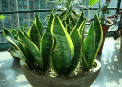  窜出■虎皮兰不冒“新芽”，注意几点，养2月“钢芽”窜出盆