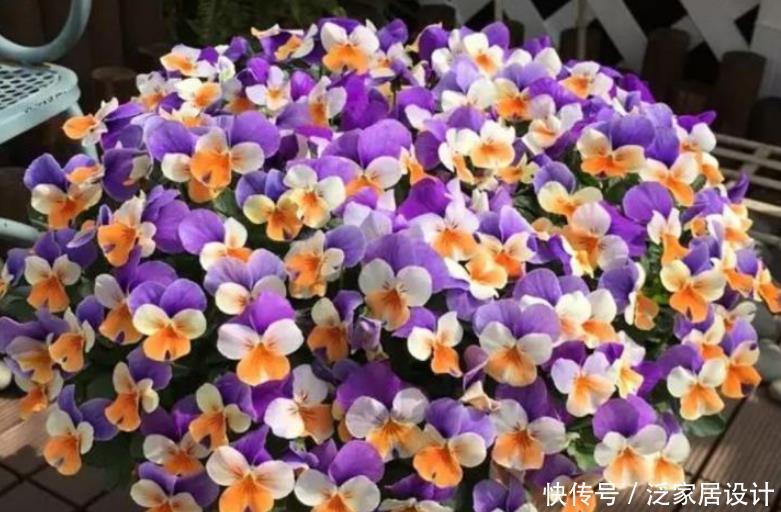 『特好』“4种花”超爱开花,全年开花不断,还特好养,美爆阳台!