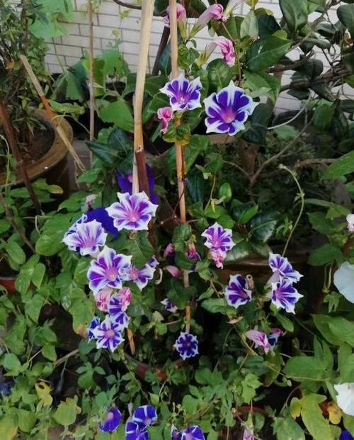  『新家』牵牛花“搬新家”，给点“紫外线”，枝条呼呼长，开成“大花园”