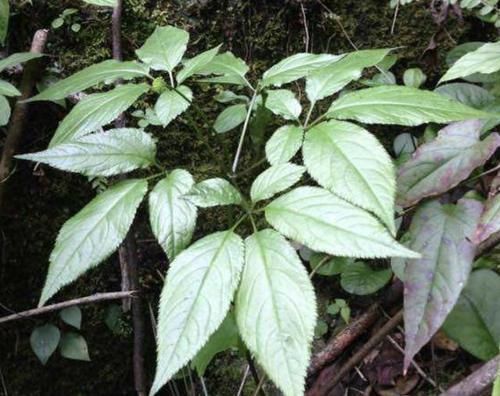 【竹节参】1种“竹节参”在山上,殊不知“名贵”,有紫黑色的花朵,奇特!