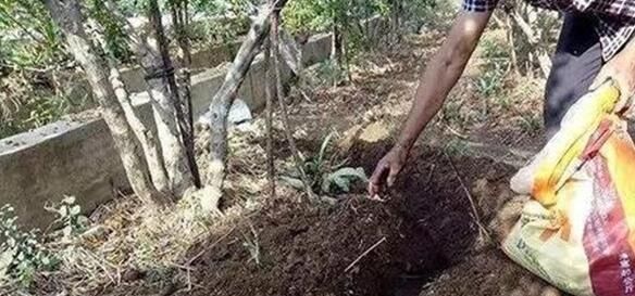  「看过」果树的四种常见施肥技巧，看过之后就明白了