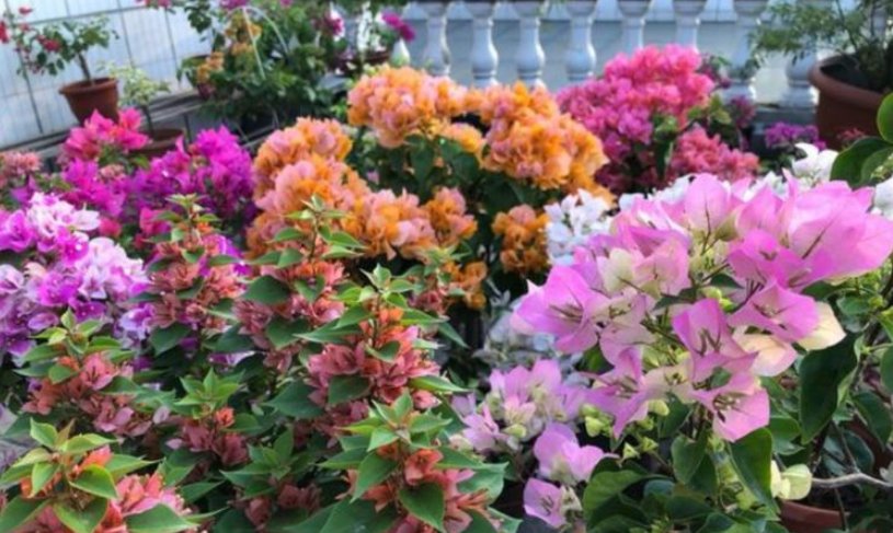  『三角梅』春天就养“4种花”，越旺开花越多，花开满盆，阳台开成小花园！