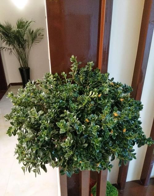  「金灿灿」客厅养花，不如养“高档玫瑰”无名的裘德，开花金灿灿，水果花香